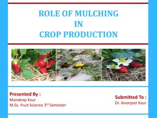 1
ROLE OF MULCHING
IN
CROP PRODUCTION
Presented By :
Mandeep Kaur
M.Sc. Fruit Science 3rd Semester
Submitted To :
Dr. Amarjeet Kaur
 