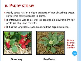 B. PADDY STRAW
 Paddy straw has an unique property of not absorbing water,
so water is easily available to plants.
 It introduces weeds as well as creates an environment for
pests like slugs and rodents.
 It has the longest life span among all the organic mulches.
13
Strawberry Cauliflower
Picture
Source :-
Google
Chrome
 