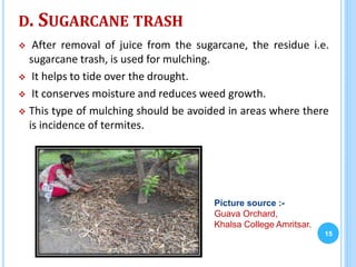 D. SUGARCANE TRASH
 After removal of juice from the sugarcane, the residue i.e.
sugarcane trash, is used for mulching.
 It helps to tide over the drought.
 It conserves moisture and reduces weed growth.
 This type of mulching should be avoided in areas where there
is incidence of termites.
15
Picture source :-
Guava Orchard,
Khalsa College Amritsar.
 