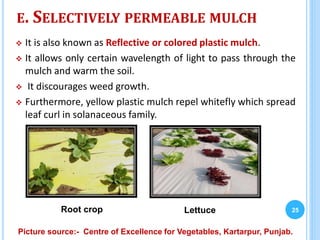 E. SELECTIVELY PERMEABLE MULCH
 It is also known as Reflective or colored plastic mulch.
 It allows only certain wavelength of light to pass through the
mulch and warm the soil.
 It discourages weed growth.
 Furthermore, yellow plastic mulch repel whitefly which spread
leaf curl in solanaceous family.
25Root crop Lettuce
Picture source:- Centre of Excellence for Vegetables, Kartarpur, Punjab.
 