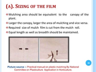 (A). SIZING OF THE FILM
Mulching area should be equivalent to the canopy of the
plant.
Larger the canopy, larger the area of mulching and vice versa.
Required size of mulch film is cut from the mulch roll.
Equal length as well as breadth should be maintained.
30
Picture source :- Practical manual on plastic mulching By National
Committee on Plasticulture Application in Horticulture.
 