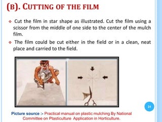 (B). CUTTING OF THE FILM
 Cut the film in star shape as illustrated. Cut the film using a
scissor from the middle of one side to the center of the mulch
film.
 The film could be cut either in the field or in a clean, neat
place and carried to the field.
31
Picture source :- Practical manual on plastic mulching By National
Committee on Plasticulture Application in Horticulture.
 