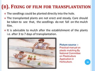 (B). FIXING OF FILM FOR TRANSPLANTATION
 The seedlings could be planted directly into the hole.
 The transplanted plants are not erect and steady. Care should
be taken to see that, the seedlings do not fall on the mulch
film.
 It is advisable to mulch after the establishment of the plants
i.e. after 3 to 7 days of transplantation.
38
Picture source :-
Practical manual on
plastic mulching By
National Committee
on Plasticulture
Application in
Horticulture.
 