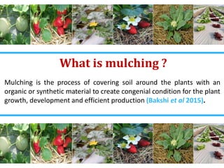 4
What is mulching ?
Mulching is the process of covering soil around the plants with an
organic or synthetic material to create congenial condition for the plant
growth, development and efficient production (Bakshi et al 2015).
 