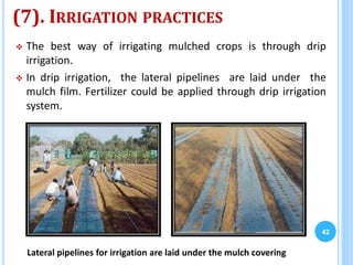 (7). IRRIGATION PRACTICES
 The best way of irrigating mulched crops is through drip
irrigation.
 In drip irrigation, the lateral pipelines are laid under the
mulch film. Fertilizer could be applied through drip irrigation
system.
42
Lateral pipelines for irrigation are laid under the mulch covering
 
