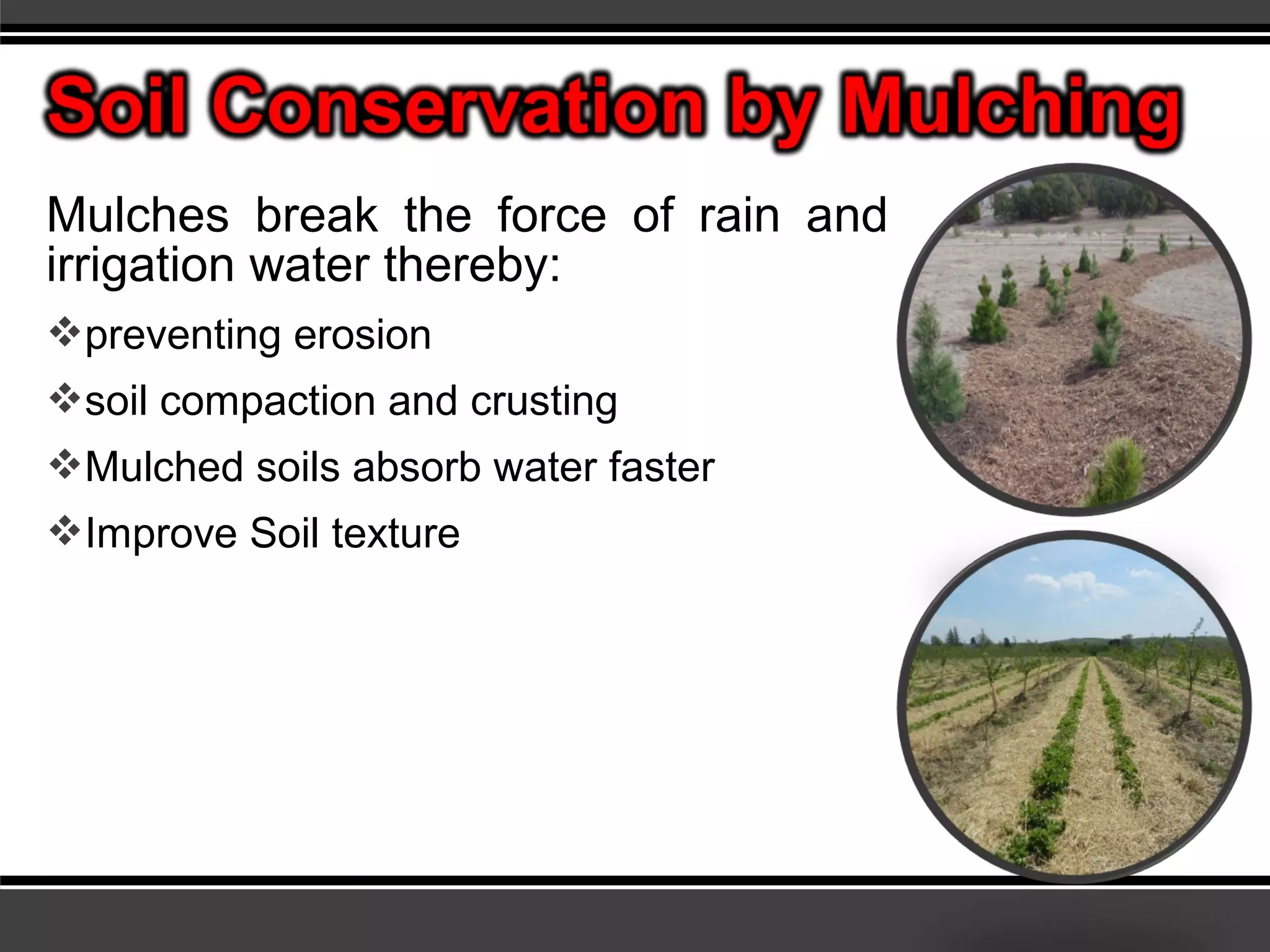 Mulches break the force of rain and
irrigation water thereby:
preventing erosion
soil compaction and crusting
Mulched soils absorb water faster
Improve Soil texture