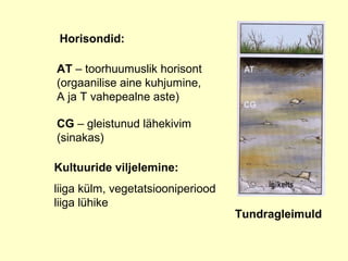 Tundragleimuld
Horisondid:
AT – toorhuumuslik horisont
(orgaanilise aine kuhjumine,
A ja T vahepealne aste)
CG – gleistunu...