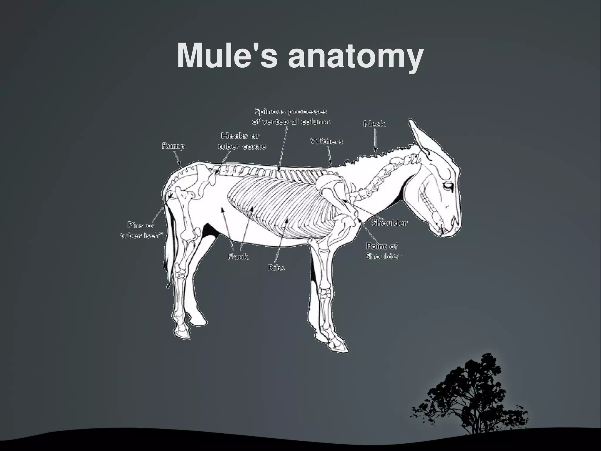 Mule's anatomy




        
 