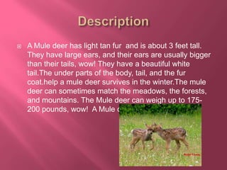 Mule Deer