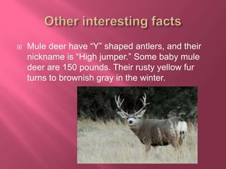 Mule Deer