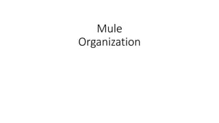 Mule
Organization
 