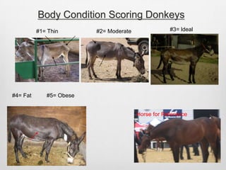 Feeding and Care of Mules and Donkeys | PPTX