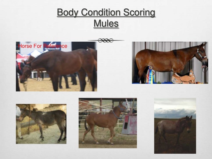 feeding and care of mules and donkeys the liver anatomical chart