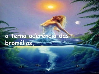 a terna aderência das bromélias, 