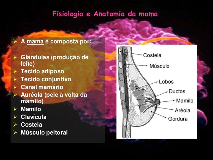 Anatomia e fisiologia da mulher