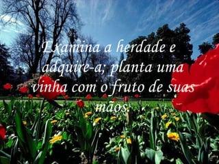 Examina a herdade e adquire-a; planta uma vinha com o fruto de suas mãos. 