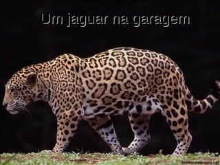 Um jaguar na garagem 