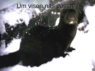 Um vison nas costas ! 