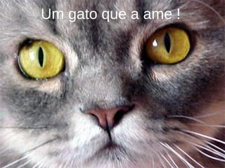 Um gato que a ame ! 