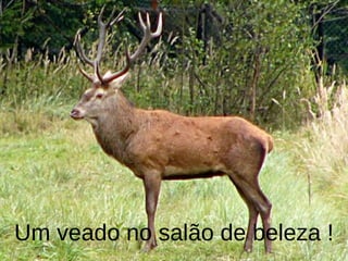 Um veado no salão de beleza ! 