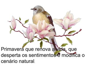 Primavera que renova a vida, que desperta os sentimentos e modifica o cenário natural.