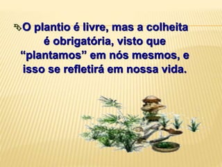 O plantio é livre, mas a colheita
é obrigatória, visto que
“plantamos” em nós mesmos, e
isso se refletirá em nossa vida.
 