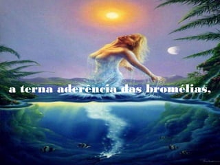 a terna aderência das bromélias,

 