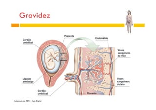 Gravidez

Adaptado de 9CN – Aula Digital

 