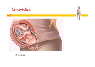 Gravidez

40 semanas

 