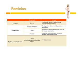Feminino
Designação
Gónadas

Ovários

Função
Produção de oócitos e das hormonas
estrogénios e progesterona.

Trompas de Falópio

Órgãos genitais externos

Útero

Alojamento e desenvolvimento do novo ser
até ao seu nascimento.

Vagina

Vias genitais

Condução dos oócitos. Local onde ocorre a
fecundação.

Ligação ao exterior. Local onde o pénis
deposita os espermatozóides.

Vulva
(orifício vaginal, orifício urinário,
lábios)

Função protetora

 