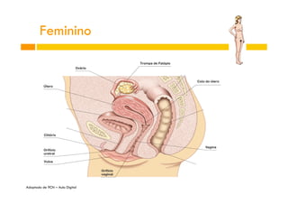 Feminino

Adaptado de 9CN – Aula Digital

 