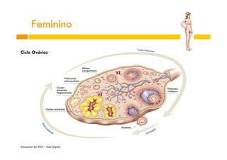 Feminino
Ciclo Ovárico

Adaptado de 9CN – Aula Digital

 