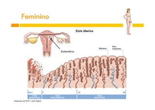 Feminino
Ciclo Uterino

Endométrio

Adaptado de 9CN – Aula Digital

 