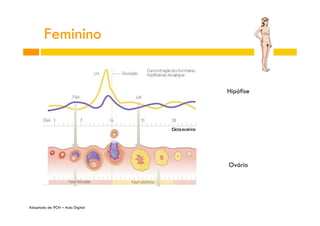 Feminino

Hipófise

Ovário

Adaptado de 9CN – Aula Digital

 