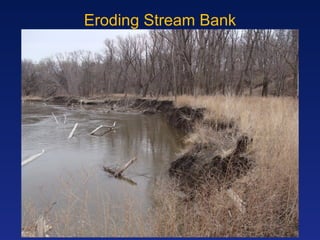 Eroding Stream Bank 