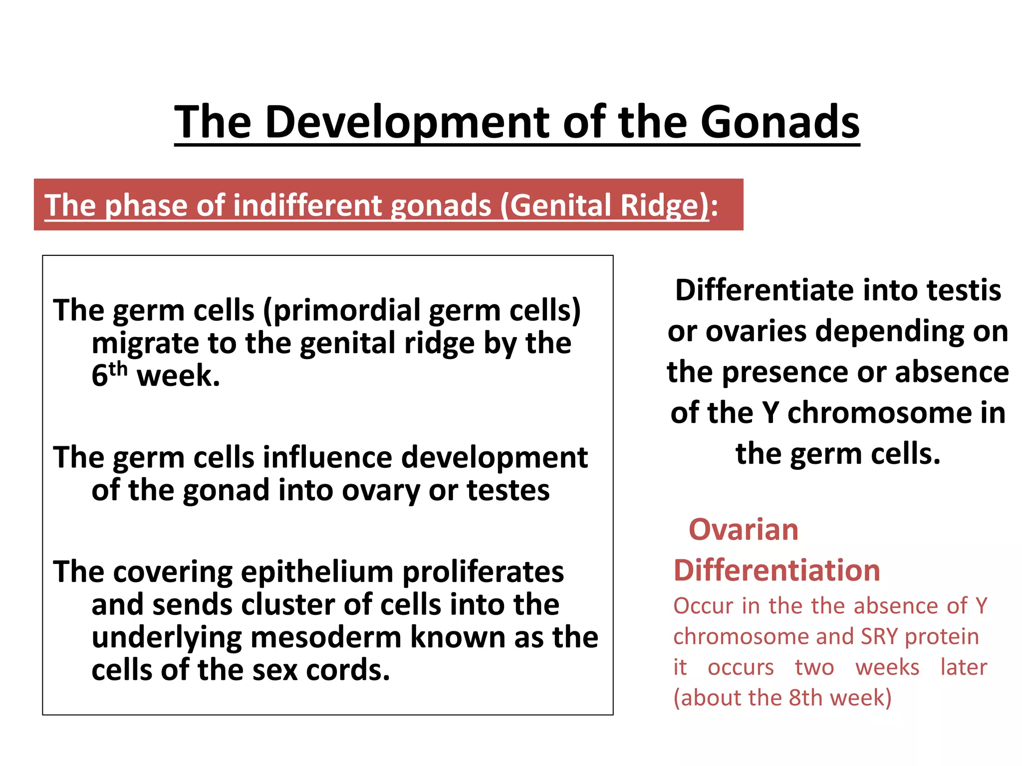 The Development of the Gonads 
The phase of indifferent gonads (Genital Ridge): 
The germ cells (primordial germ cells) 
migrate to the genital ridge by the 
6th week. 
The germ cells influence development 
of the gonad into ovary or testes 
The covering epithelium proliferates 
and sends cluster of cells into the 
underlying mesoderm known as the 
cells of the sex cords. 
Differentiate into testis 
or ovaries depending on 
the presence or absence 
of the Y chromosome in 
the germ cells. 
Ovarian 
Differentiation 
Occur in the the absence of Y 
chromosome and SRY protein 
it occurs two weeks later 
(about the 8th week) 
 