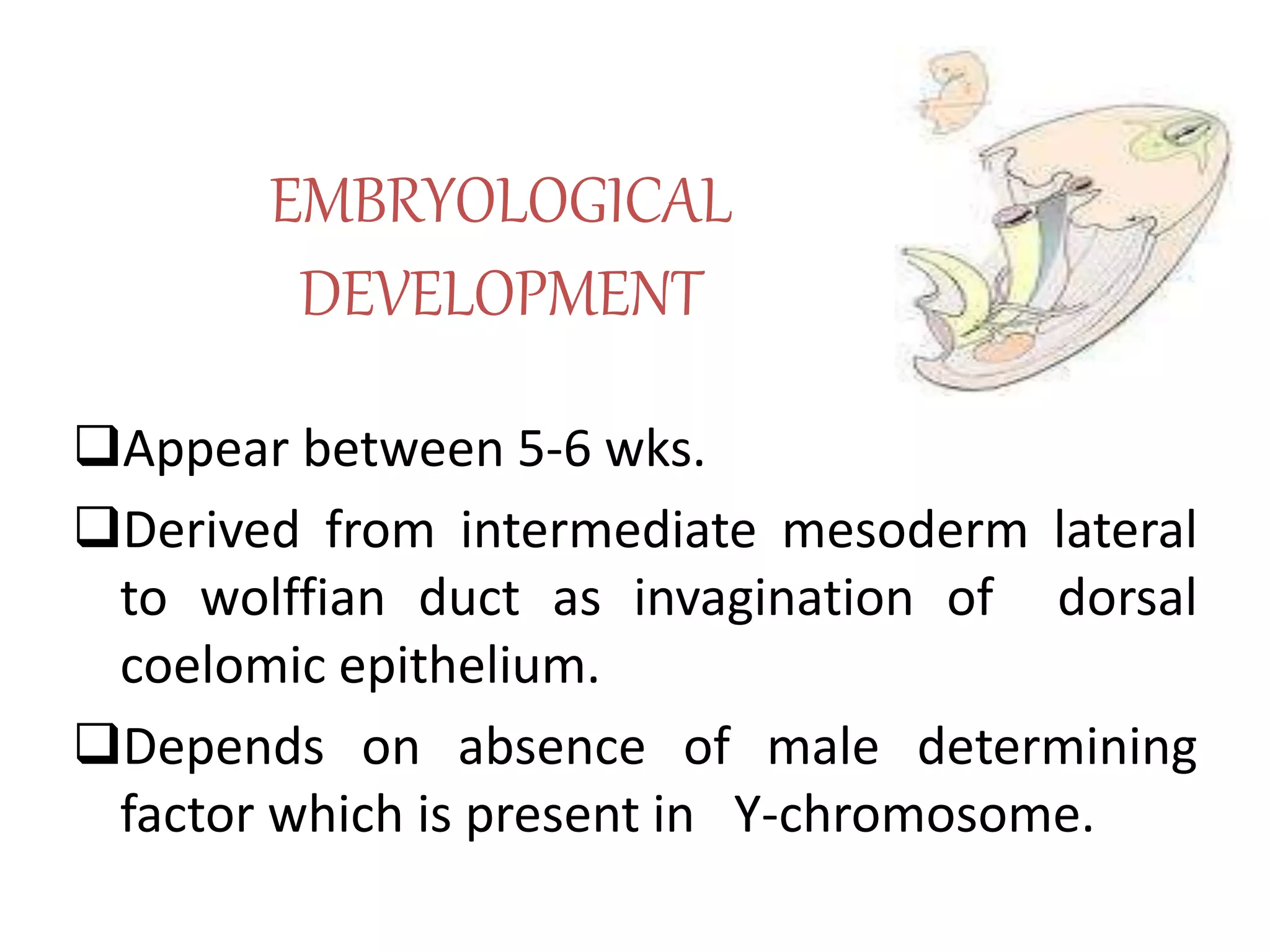EMBRYOLOGICAL 
DEVELOPMENT 
Appear between 5-6 wks. 
Derived from intermediate mesoderm lateral 
to wolffian duct as invagination of dorsal 
coelomic epithelium. 
Depends on absence of male determining 
factor which is present in Y-chromosome. 
 