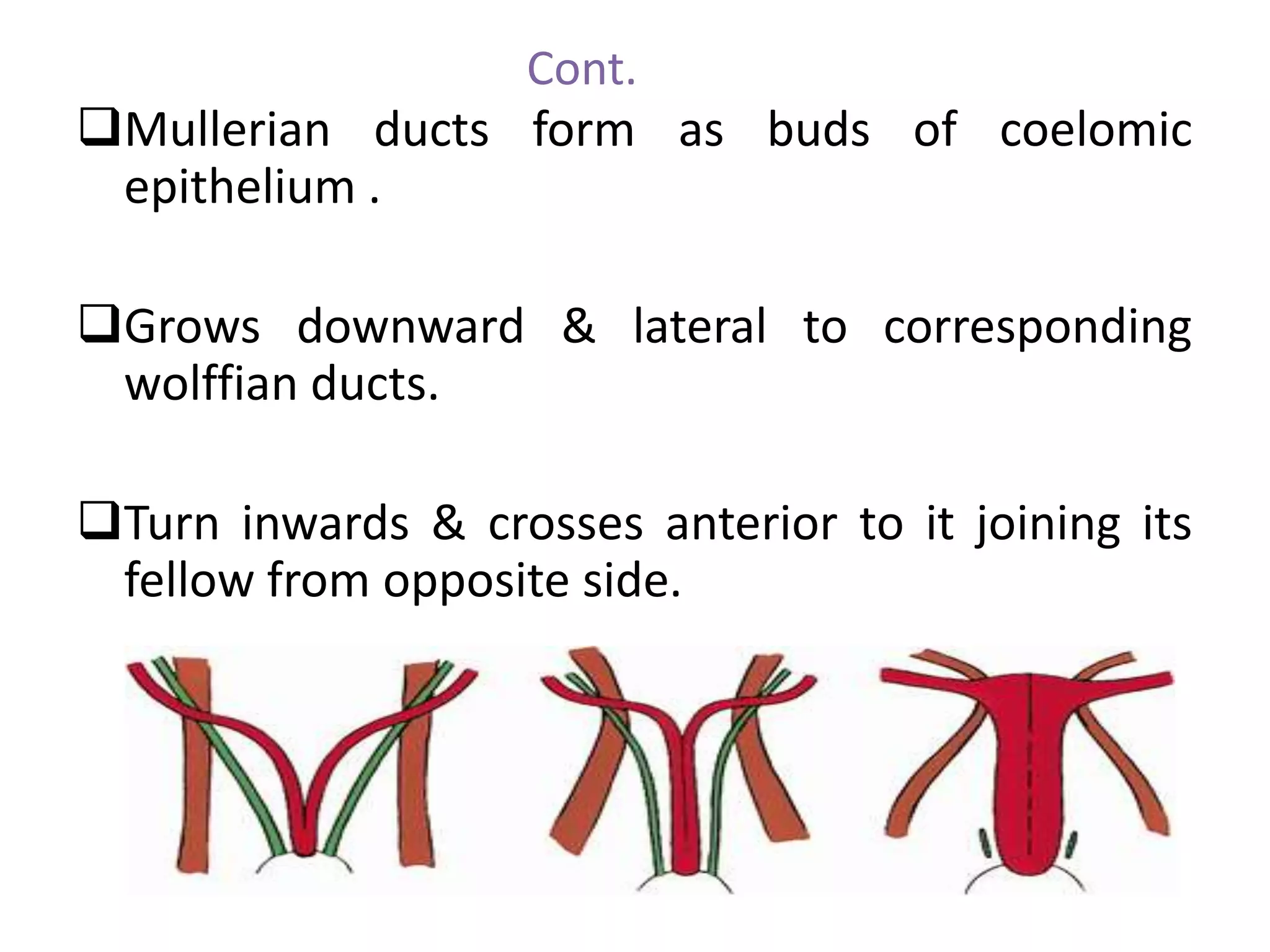 Cont. 
Mullerian ducts form as buds of coelomic 
epithelium . 
Grows downward & lateral to corresponding 
wolffian ducts. 
Turn inwards & crosses anterior to it joining its 
fellow from opposite side. 
 