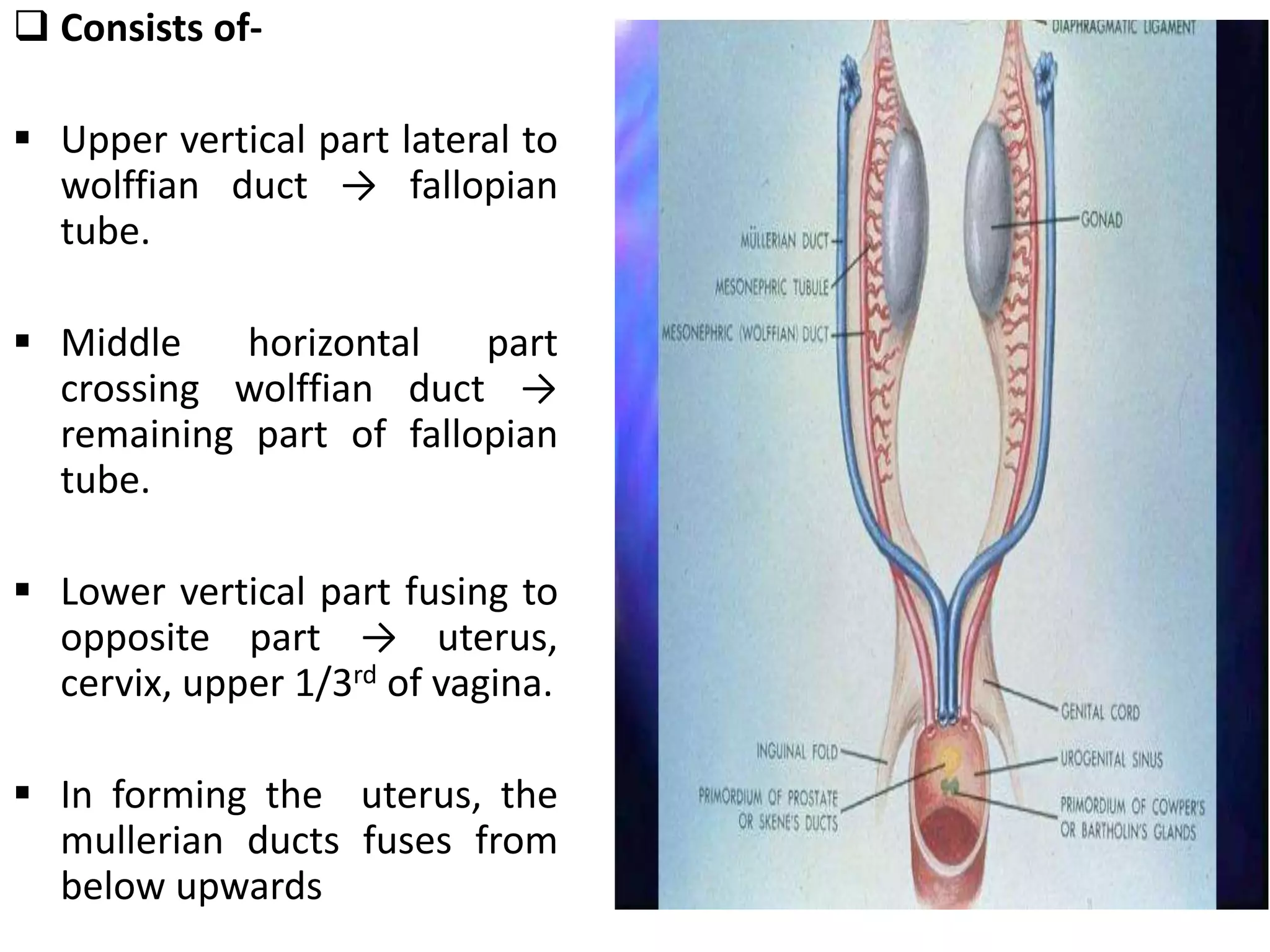  Consists of- 
 Upper vertical part lateral to 
wolffian duct → fallopian 
tube. 
 Middle horizontal part 
crossing wolffian duct → 
remaining part of fallopian 
tube. 
 Lower vertical part fusing to 
opposite part → uterus, 
cervix, upper 1/3rd of vagina. 
 In forming the uterus, the 
mullerian ducts fuses from 
below upwards 
 