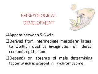 EMBRYOLOGICAL 
DEVELOPMENT 
Appear between 5-6 wks. 
Derived from intermediate mesoderm lateral 
to wolffian duct as inv...