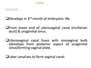 Cont. 
 Upper 1/3rd develops from mullerian 
duct – mesodermal. 
 Lower 2/3rd develops from vaginal plate 
– endodermal....