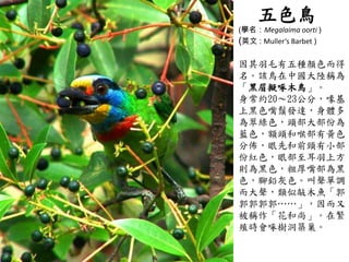 五色鳥
(學名：Megalaima oorti )
(英文 : Muller‘s Barbet )

因其羽毛有五種顏色而得
名。該鳥在中國大陸稱為
「黑眉擬啄木鳥」。
身常約20～23公分，喙基
上黑色嘴鬚發達，身體多
為翠綠色，頭部大部份為
藍色，額頭和喉部有黃色
分佈，眼先和前頸有小部
份紅色，眼部至耳羽上方
則為黑色，粗厚嘴部為黑
色，腳鉛灰色。叫聲單調
而大聲，類似敲木魚「郭、
郭郭郭郭……」，因而又
被稱作「花和尚」。在繁
殖時會啄樹洞築巢。
 