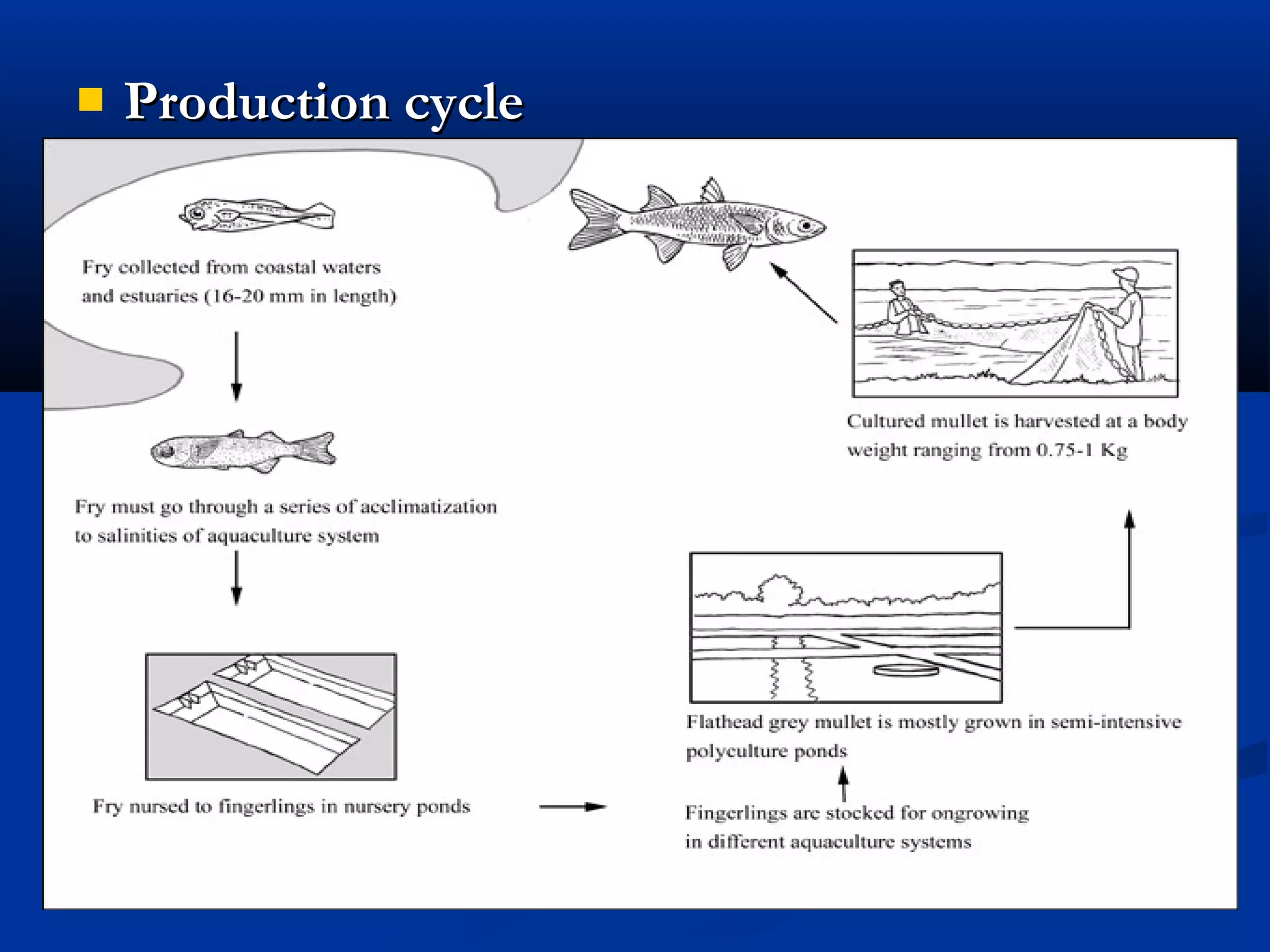  Production cycleProduction cycle
 