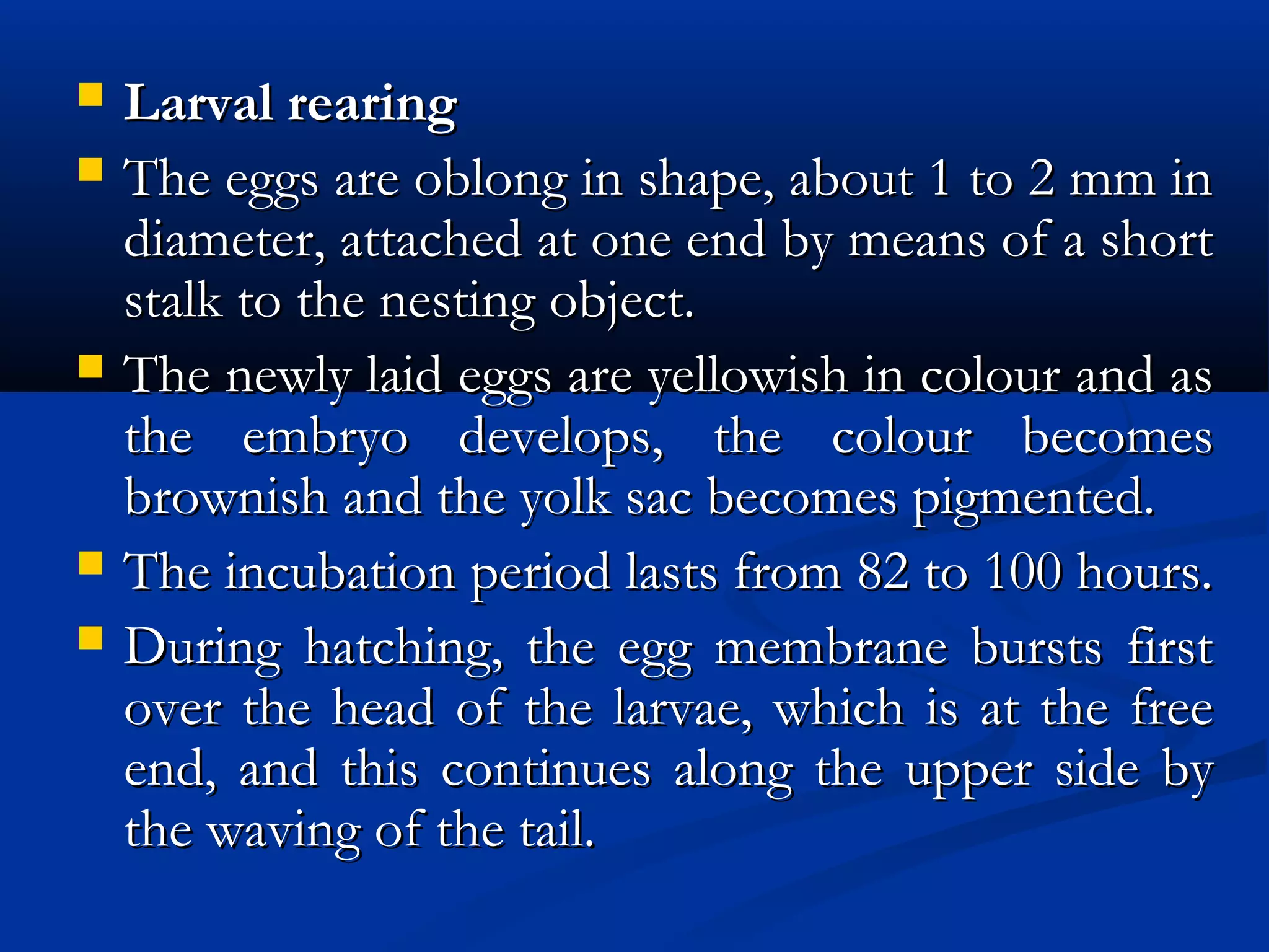  Larval rearingLarval rearing
 The eggs are oblong in shape, about 1 to 2 mm inThe eggs are oblong in shape, about 1 to 2 mm in
diameter, attached at one end by means of a shortdiameter, attached at one end by means of a short
stalk to the nesting object.stalk to the nesting object.
 The newly laid eggs are yellowish in colour and asThe newly laid eggs are yellowish in colour and as
the embryo develops, the colour becomesthe embryo develops, the colour becomes
brownish and the yolk sac becomes pigmented.brownish and the yolk sac becomes pigmented.
 The incubation period lasts from 82 to 100 hours.The incubation period lasts from 82 to 100 hours.
 During hatching, the egg membrane bursts firstDuring hatching, the egg membrane bursts first
over the head of the larvae, which is at the freeover the head of the larvae, which is at the free
end, and this continues along the upper side byend, and this continues along the upper side by
the waving of the tail.the waving of the tail.
 