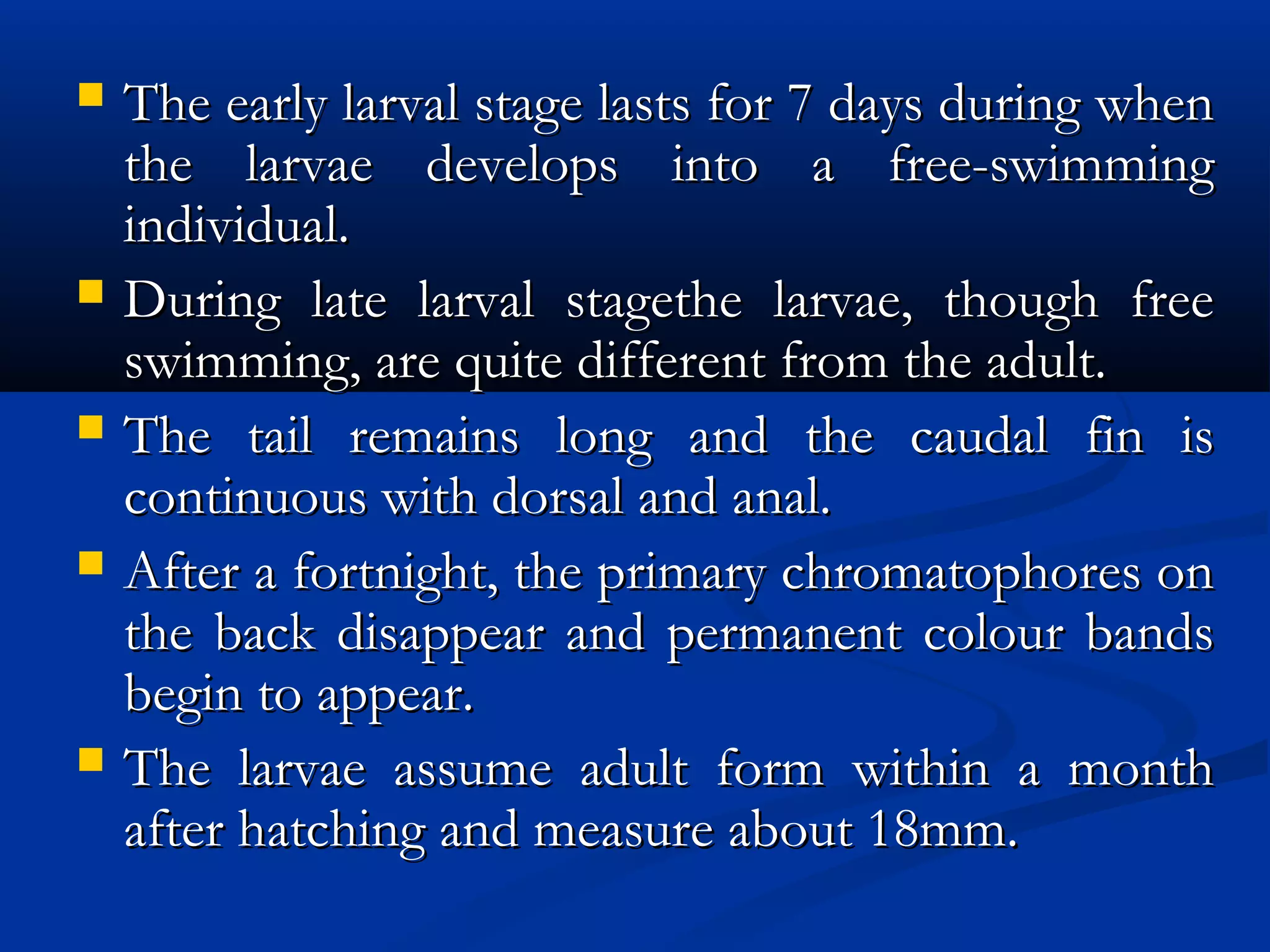  The early larval stage lasts for 7 days during whenThe early larval stage lasts for 7 days during when
the larvae develops into a free-swimmingthe larvae develops into a free-swimming
individual.individual.
 During late larval stagethe larvae, though freeDuring late larval stagethe larvae, though free
swimming, are quite different from the adult.swimming, are quite different from the adult.
 The tail remains long and the caudal fin isThe tail remains long and the caudal fin is
continuous with dorsal and anal.continuous with dorsal and anal.
 After a fortnight, the primary chromatophores onAfter a fortnight, the primary chromatophores on
the back disappear and permanent colour bandsthe back disappear and permanent colour bands
begin to appear.begin to appear.
 The larvae assume adult form within a monthThe larvae assume adult form within a month
after hatching and measure about 18mm.after hatching and measure about 18mm.
 