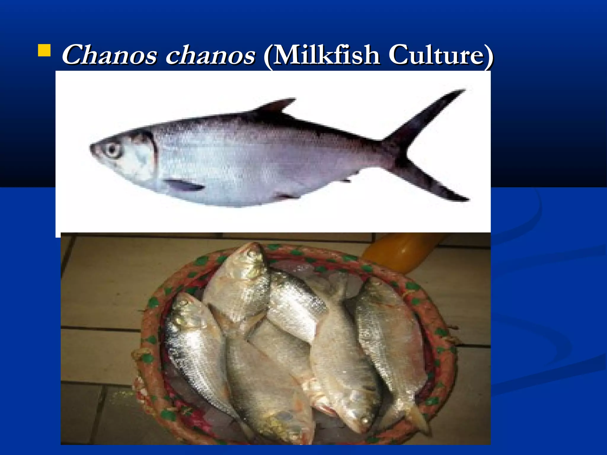  Chanos chanos Chanos chanos (Milkfish Culture)(Milkfish Culture)
 
