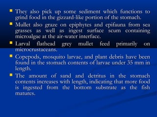 They also pick up some sediment which functions toThey also pick up some sediment which functions to
grind food in the gizzard-like portion of the stomach.grind food in the gizzard-like portion of the stomach.
 Mullet also graze on epiphytes and epifauna from seaMullet also graze on epiphytes and epifauna from sea
grasses as well as ingest surface scum containinggrasses as well as ingest surface scum containing
microalgae at the air-water interface.microalgae at the air-water interface.
 Larval flathead grey mullet feed primarily onLarval flathead grey mullet feed primarily on
microcrustaceans.microcrustaceans.
 Copepods, mosquito larvae, and plant debris have beenCopepods, mosquito larvae, and plant debris have been
found in the stomach contents of larvae under 35 mm infound in the stomach contents of larvae under 35 mm in
length.length.
 The amount of sand and detritus in the stomachThe amount of sand and detritus in the stomach
contents increases with length, indicating that more foodcontents increases with length, indicating that more food
is ingested from the bottom substrate as the fishis ingested from the bottom substrate as the fish
matures.matures.
 