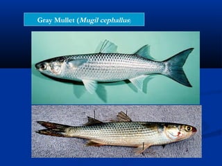 Gray Mullet (Mugil cephallus)
 