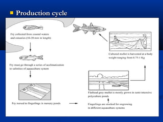  Production cycleProduction cycle
 