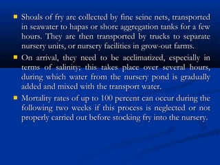  Shoals of fry are collected by fine seine nets, transportedShoals of fry are collected by fine seine nets, transported
in seawater to hapas or shore aggregation tanks for a fewin seawater to hapas or shore aggregation tanks for a few
hours. They are then transported by trucks to separatehours. They are then transported by trucks to separate
nursery units, or nursery facilities in grow-out farms.nursery units, or nursery facilities in grow-out farms.
 On arrival, they need to be acclimatized, especially inOn arrival, they need to be acclimatized, especially in
terms of salinity; this takes place over several hours,terms of salinity; this takes place over several hours,
during which water from the nursery pond is graduallyduring which water from the nursery pond is gradually
added and mixed with the transport water.added and mixed with the transport water.
 Mortality rates of up to 100 percent can occur during theMortality rates of up to 100 percent can occur during the
following two weeks if this process is neglected or notfollowing two weeks if this process is neglected or not
properly carried out before stocking fry into the nursery.properly carried out before stocking fry into the nursery.
 
